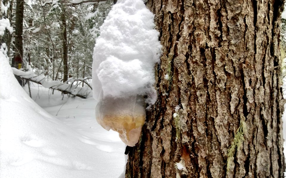 2019-Feb-deLeon-ColvilleNF-49DegNorth-snow-investigation-mushroom photo