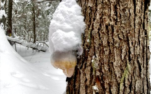 2019-Feb-deLeon-ColvilleNF-49DegNorth-snow-investigation-mushroom