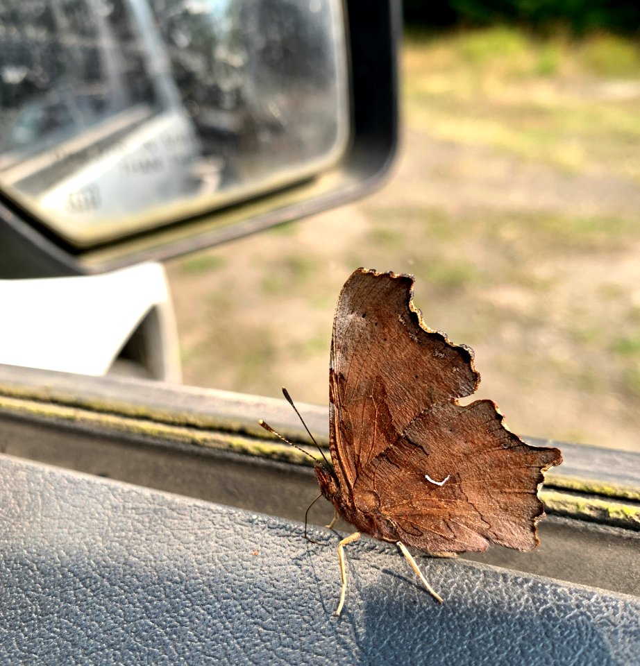 20201001 Olympic Comma butterfly butterfly on a Forest Service vehicle. The ventral side.