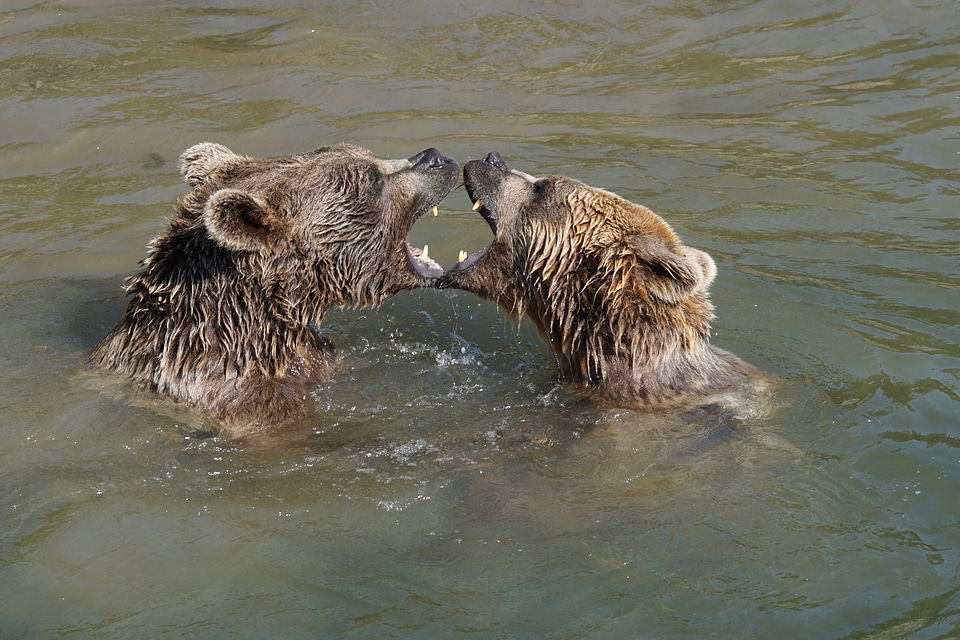 Brown bear play expression