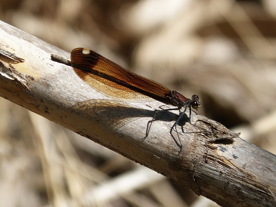 Cane beauty insects