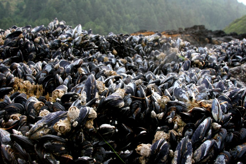 Mussels and Barnacles at Cape Perpetua, Siuslaw National Forest
