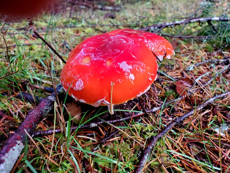 Fly Agaric, Mt. Baker-Snoqualmie National Forest. Photo by Anne Vassar November 19, 2020.