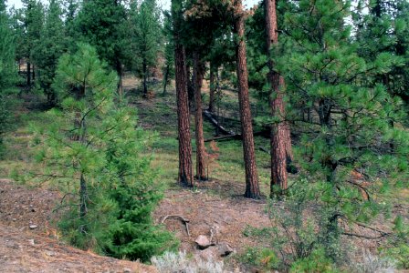 516 prescribed fire effects, Ochoco National Forest photo