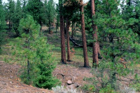 516 prescribed fire effects, Ochoco National Forest