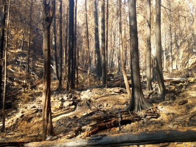 Whale Creek after Riverside Fire, Mt. Hood National Forest
