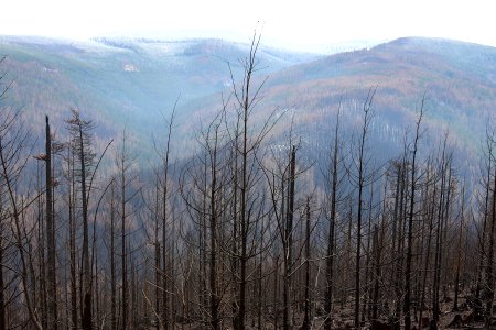 Looking east towards Memaloose Creek, Mt. Hood National Forest