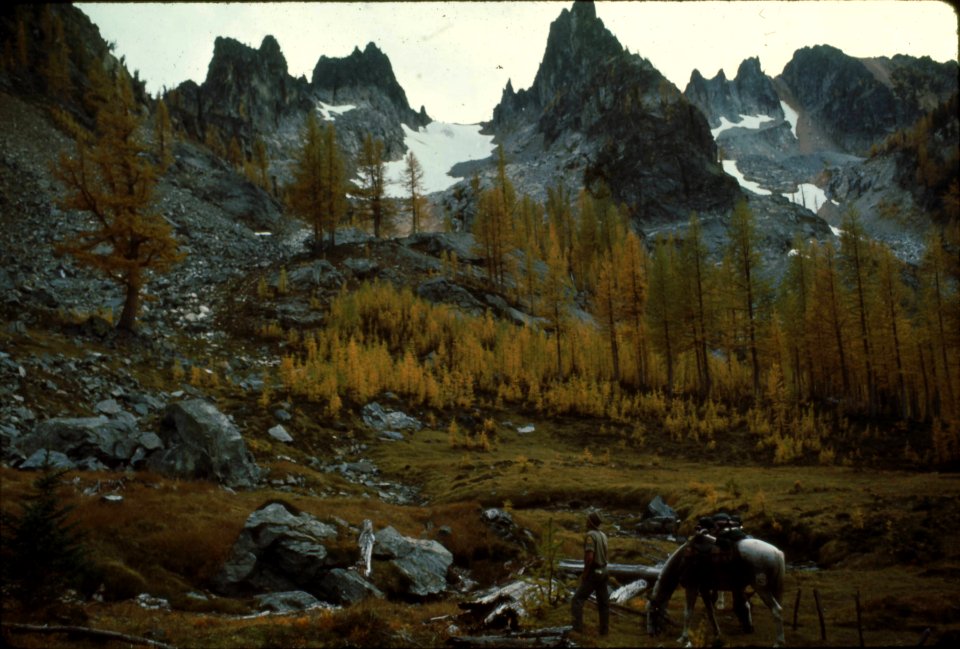 Wenatchee NF - Alpine Larch near Milham Pass, WA