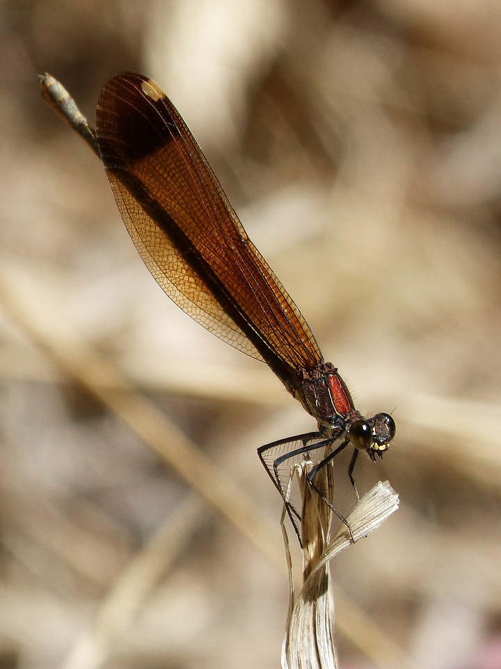 Beauty wings insects