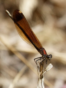 Beauty wings insects
