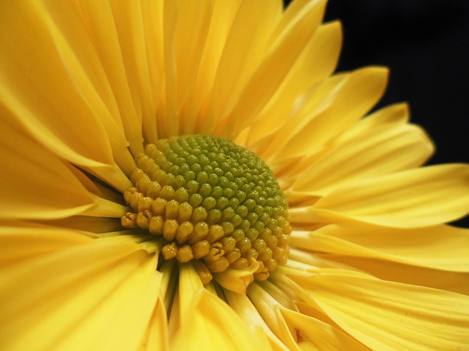 Yellow plant daisy
