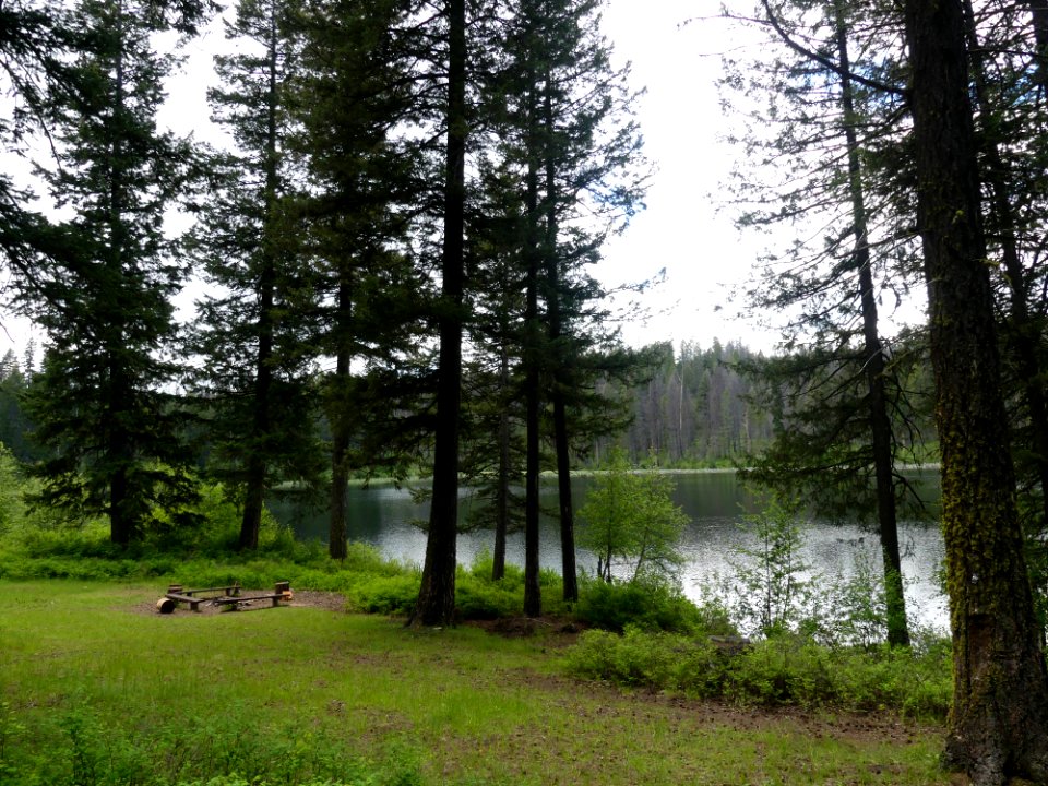 Colville NF Ferry Lake June 2020 by Sharleen Puckett 6