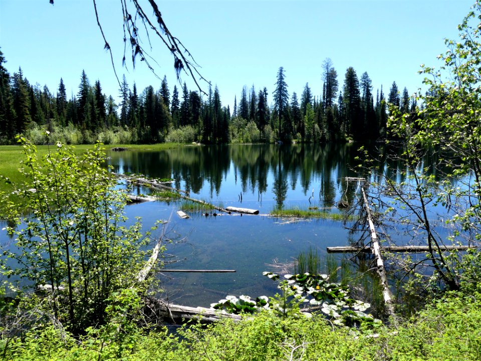 Colville NF Davis Lake Tral June 2020 by Sharleen Puckett 4