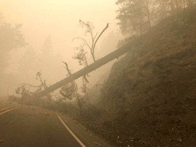 Archie Creek Fire, fire-weakened trees falling on the road