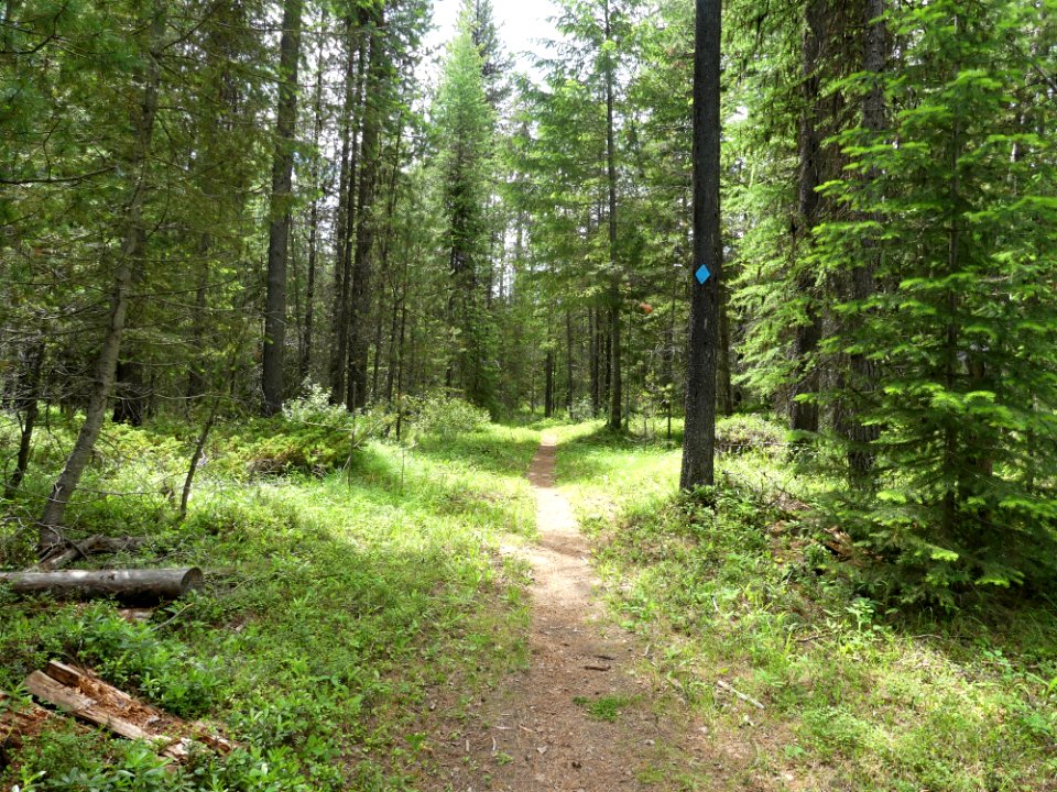 Colville NF Frater Lake June 2020 by Sharleen Puckett 12