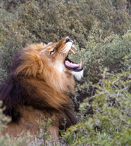 National park roar predator photo