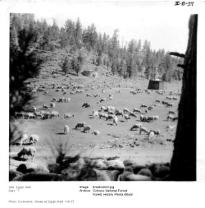 livestock03