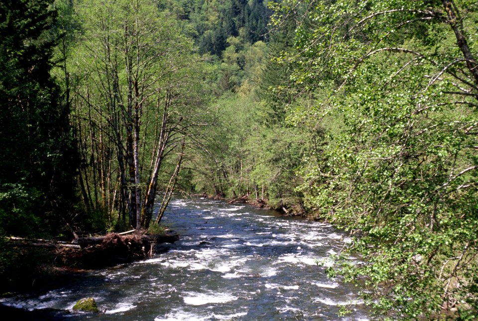 Salmon River, Mt Hood National Forest-2.jpg