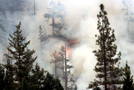 132Rogue River-Siskiyou National Forest Biscuit Fire