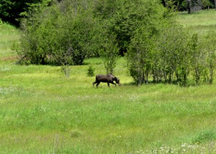 Big Meadow Lake Campground moose June 2020 by Sharleen Puckett photo