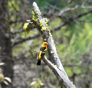 Colville NF - 10-mile trail - snag W Tanager - June 2020 - Sharleen Puckett