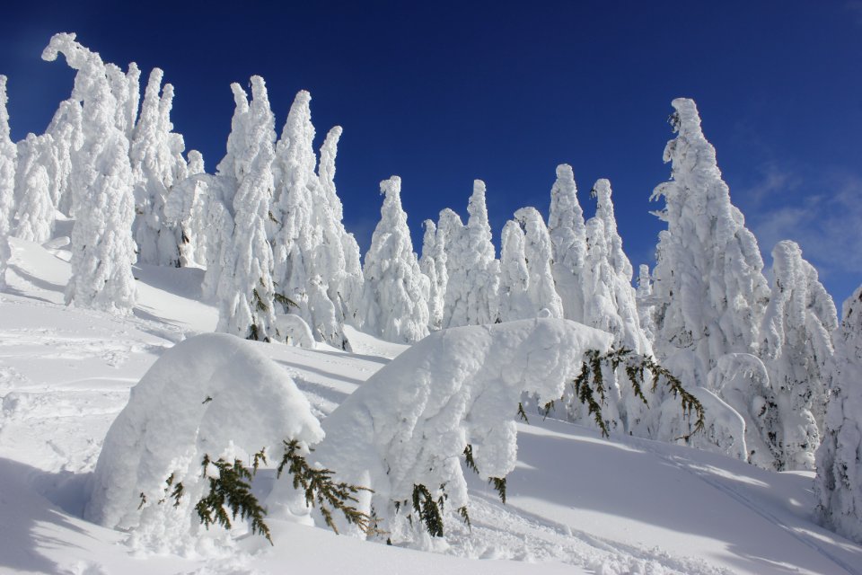 Frozen trees at the summit of Maiden Peak on the Willamette National Forest on the Willamette National Forest