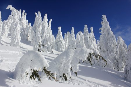 Frozen trees at the summit of Maiden Peak on the Willamette National Forest on the Willamette National Forest