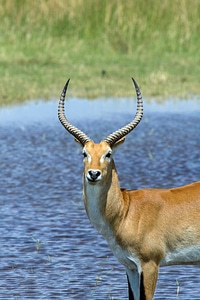 Kobus vardonii waterbuck animal