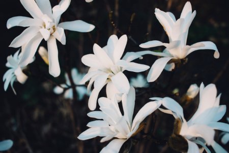 White magnolia flowers photo