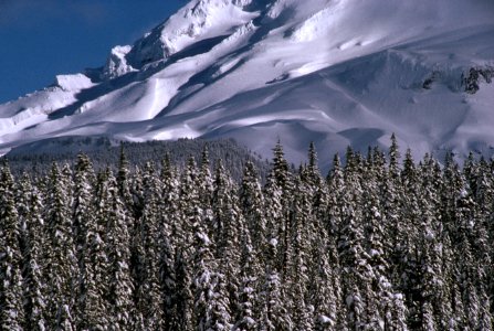 Snowy Forest at Mt Hood, Mt Hood National Forest.jpg photo