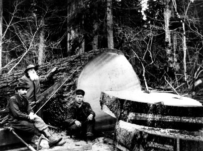 19017 Drag Saw, Sedro-Wolley - Kinsey Photo, WA 1900