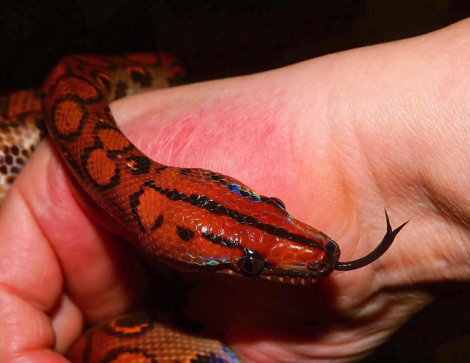 Scale red brazilian rainbow boa close up