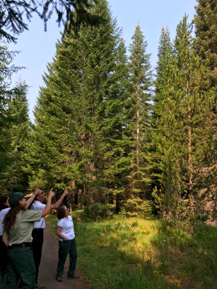2018 Tree Team searches for the perfect Christmas tree