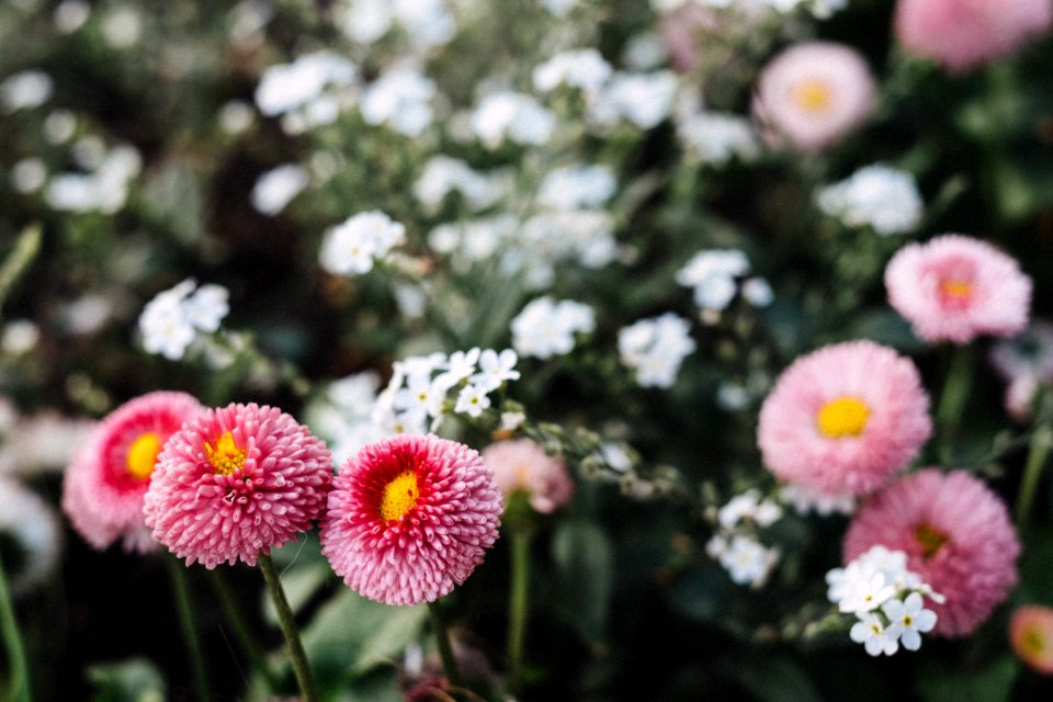 Pink Daisies