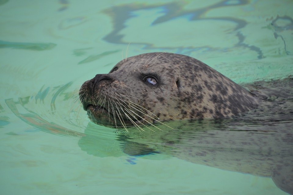Mammal animal world north sea
