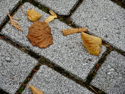 Leaves on tile bricks photo