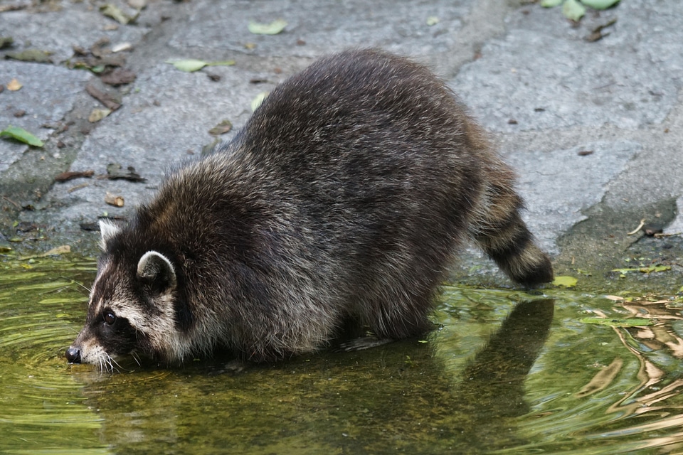 Raccoon predator thirsty