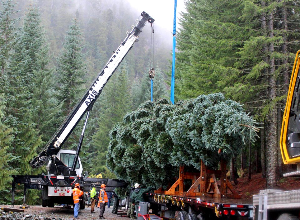 Tree Cutting Tree on truck woods