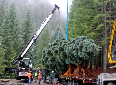 Tree Cutting Tree on truck woods