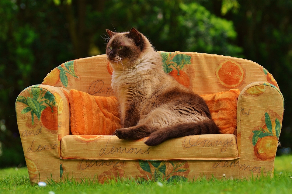 British shorthair thoroughbred fur