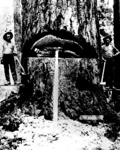 19024 Sawing Old Growth - Kinsey WA