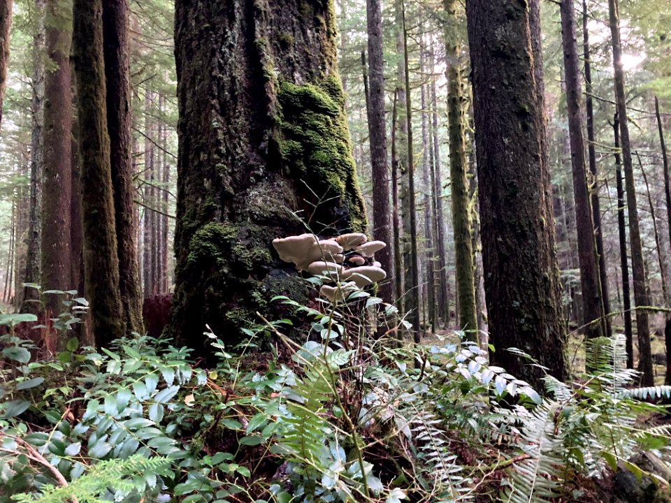 20201122 Hike in Mt Hood National Forest near Larch Mountain AP