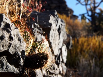 Cactus on rocks photo