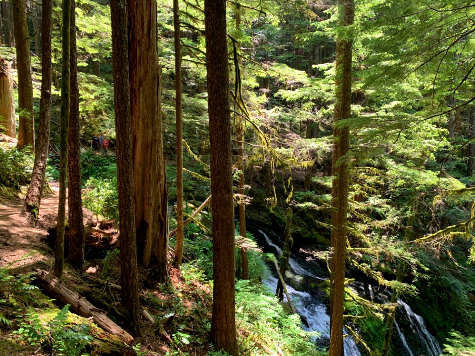 202007 GPNF Siouxon Creek  USFS Photo