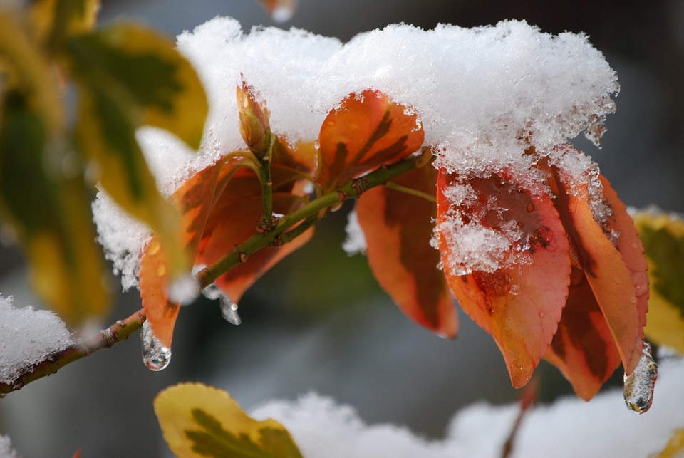 Snow snowy leaves