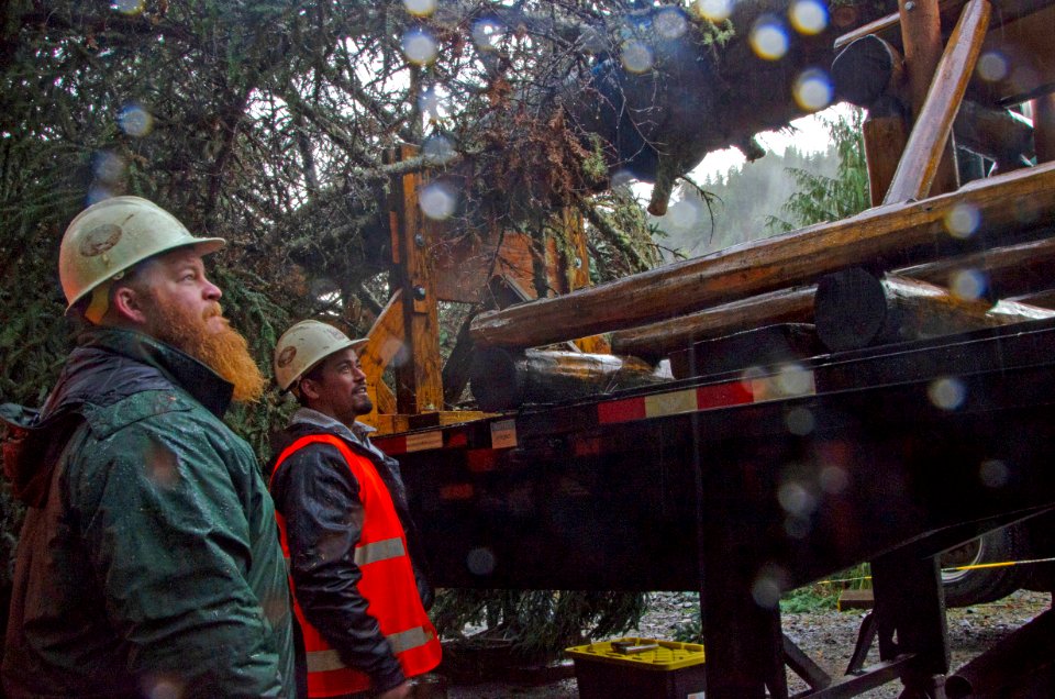 Tree Cutting FS Employees On Ground