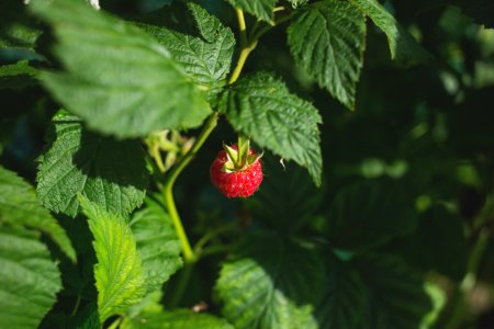 Raspberry bush photo