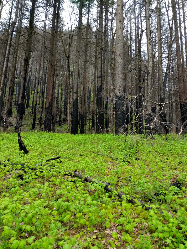 20190414 CascadeLocks Pacific Crest Trail Association Trail skills college weekend photo by Nathan Zaremskiy 003