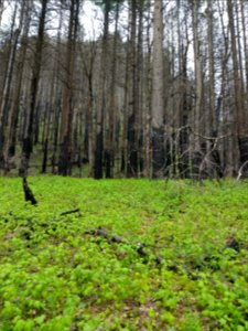 20190414 CascadeLocks Pacific Crest Trail Association Trail skills college weekend photo by Nathan Zaremskiy 003