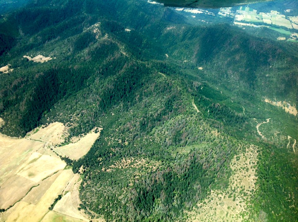 Flathead Woodborer Mortality, Southwest Oregon
